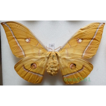 Antheraea yamamai (Guerin-Menevill, 1861) female ex. ovo Italy 119mm39